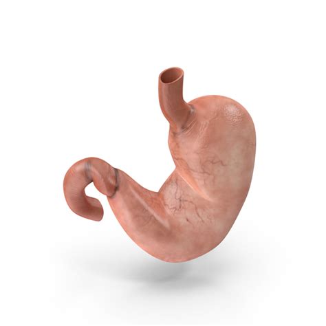 Human Stomach Png Images And Psds For Download Pixelsquid S105993778