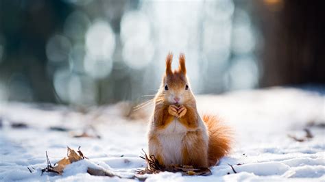 Wallpaper Squirrel Cute Animals Snow Winter 4k Animals 17112