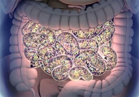 Anxiety May Be Alleviated By Changing Gut Bacteria Science News