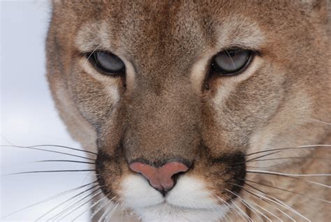 Hunting Pumas To Save Deer Could Backfire New Research Suggests
