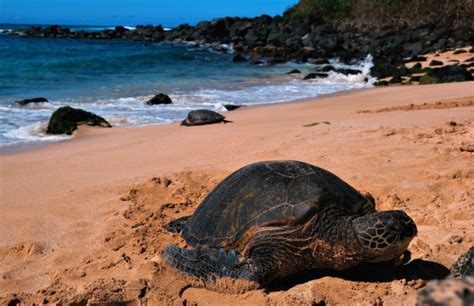 Laniakea Turtle Beach Best Time To Visit Meldrums On The Move