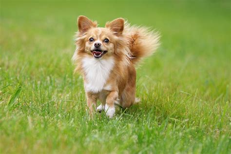 Long Haired Chihuahua Your Complete Guide Dog Academy