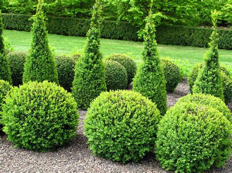 20 Types Of Boxwood Shrubs For Landscaping
