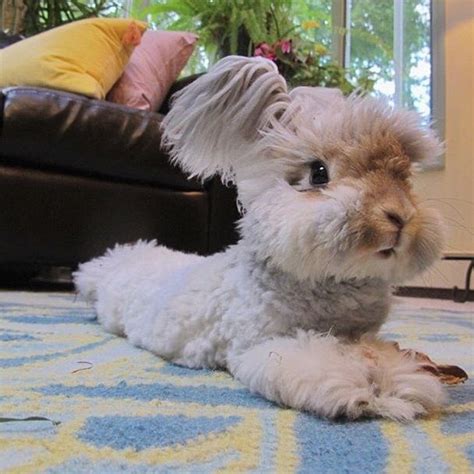 This Fluffy Eared Rabbits Rate Of Cuteness Is Way Too Much Coelho