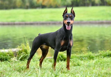 german pinscher dog breed complete guide az animals