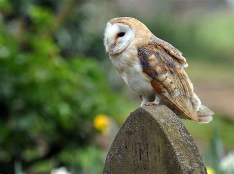 They have long, strong legs with powerful talons. Tytonidae - Barn Owls Photo Gallery | Wildlife Journal Junior