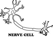 Chemistry clipart black and white. Free Black and White Anatomy Outline Clipart - Clip Art ...