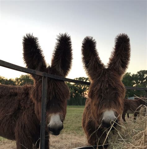 Texas Poitou Donkeys ️ | Donkey, Cute donkey, Mini donkey