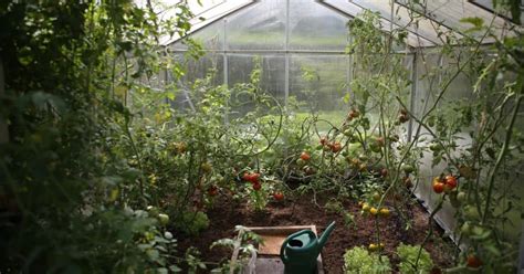 Greenhouse Gardening For Beginners 7 Essential Tips Blog