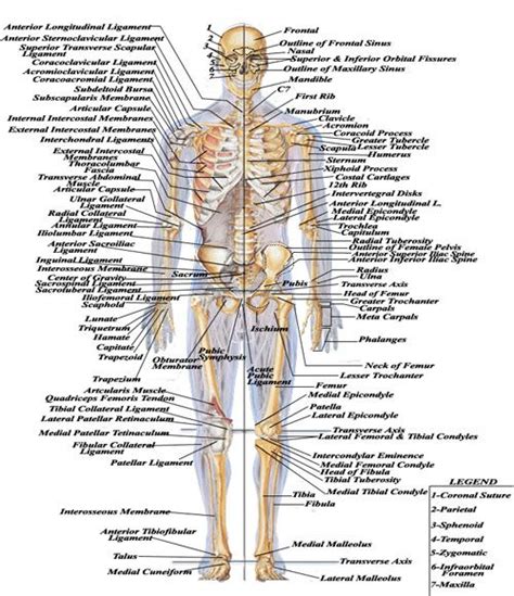 Skeletal System Advanced Human Skeletal System Human Body Diagram