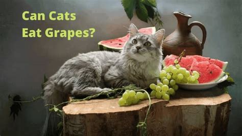 Can Cats Eat Grapes Heres Why Grapes Raisins Are Toxic To Cats Pet