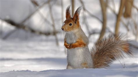 Snow Squirrel Wallpaper High Definition High Quality Widescreen