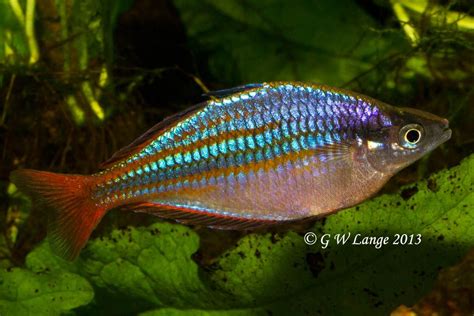 Melanotaenia Sp Wapoga Red Laser Rainbowfish Tropical Tanks Tropical Fish Australian