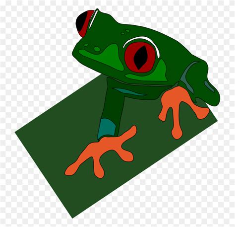 True Frog The Tree Frog Lithobates Clamitans Red Eyed Tree Frog Red
