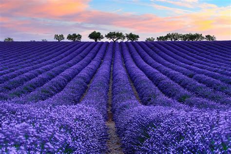 100 Lavender Field Wallpapers