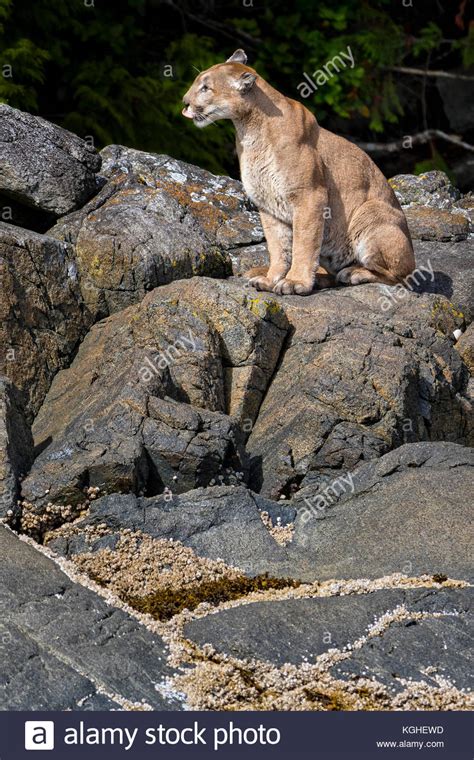 Vancouver Island Cougar Stockfotos Und Bilder Kaufen Alamy
