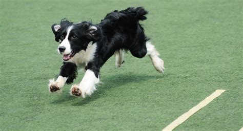 Doodles are an intelligent and obedient family companion. Border Collie Puppies and Dogs for Sale in Ohio