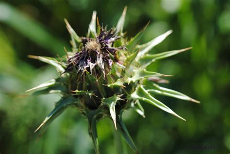 Die mariendistel (silybum marianum, früher: Mariendistel (Silybum marianum) - VORSICHT GESUND