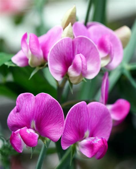 Sweet Pea Flower Unveiling The Symbolism In Bloom