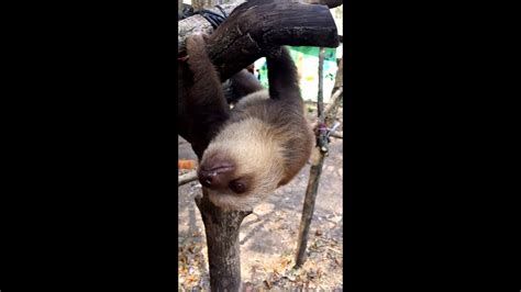 The Cutest Little Baby Sloth Screams Youtube