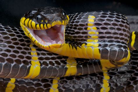 Snakes are elongated, limbless, carnivorous reptiles of the suborder serpentes. Amebiasis in Reptiles - Symptoms, Causes, Diagnosis ...