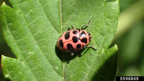 Spotted Lady Beetle Coleomegilla Maculata Coleoptera Coccinellidae 5596869