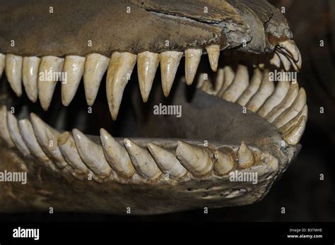 Killer Whale Skull Orcinus Orca Showing Rows Of Teeth Canada Stock