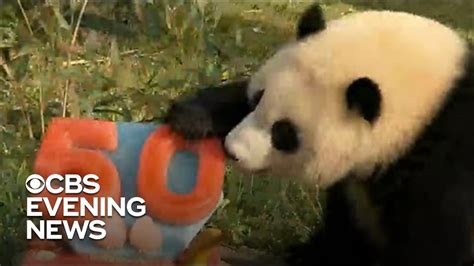 Panda Diplomacy Marks 50th Anniversary At Smithsonians National Zoo