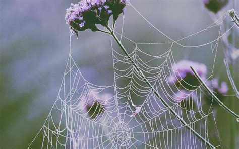 Nature Spider Dew Arachnid Flower Material Fauna Close Up Macro