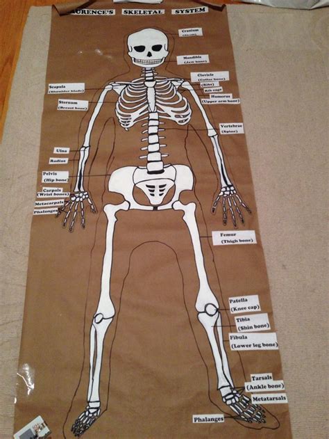 Great For Grade 5 Science Project This Student Did The Skeletal System