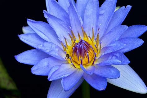 Blue Flower Lotu Water Lily