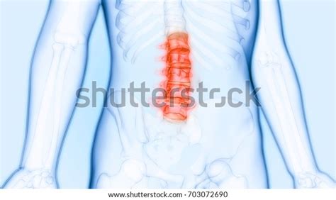 Vertebral Column Anatomy Lumbar Spine 3d Stock Illustration 703072690