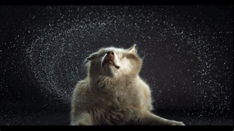 These High Speed Photography S Of Dogs Shaking Off Water Are