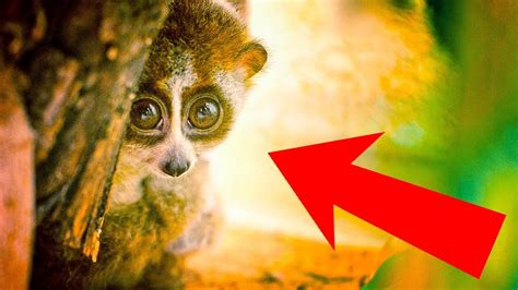 From Fluffy To Deadly The Most Cute Animals But Deadly You Never Knew