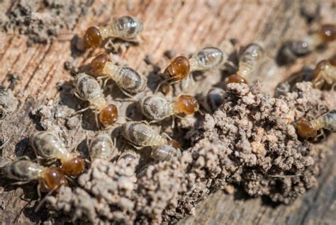Termites Will Cause Homeowners Problems This Spring ...