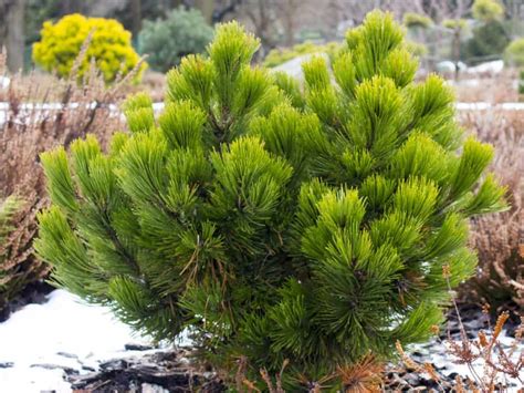 Fruit tree garden planting fruit trees dwarf fruit trees fruit plants garden trees big garden dream garden garden pots growing cherry trees. 17 Dwarf Trees that are Perfect for Small Spaces in 2020 ...