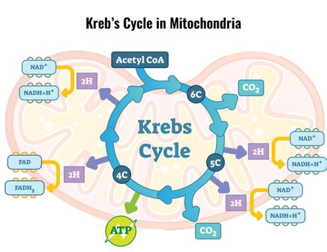 Aerobic Respiration And The Krebs Cycle