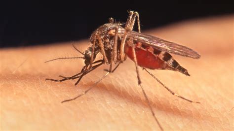 You May Be Doused Mosquitoes Attacked With Air Drops In Oc