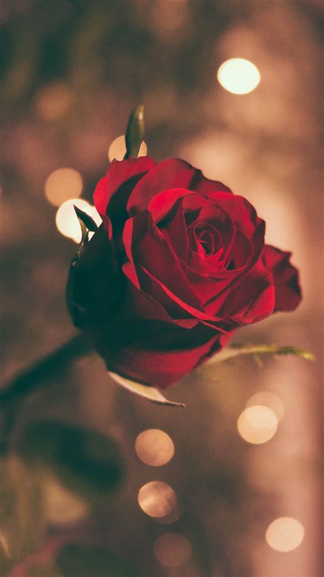 Free Download A Rose Iphone Wallpaper Idrop News 1080x1920 For Your