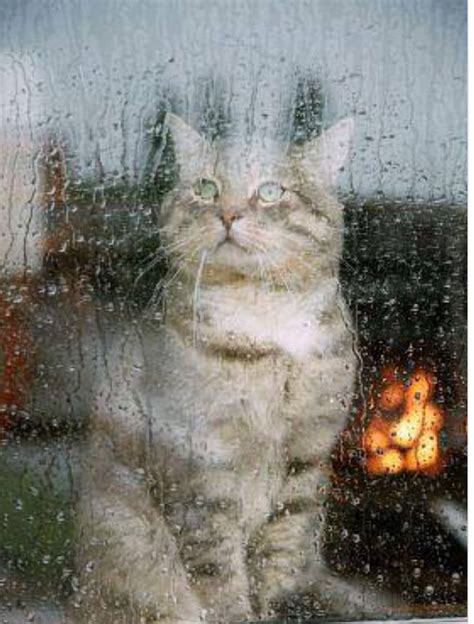 Rainy Window I Love Rain Autumn Rain Rain Days Rainy Night Cozy