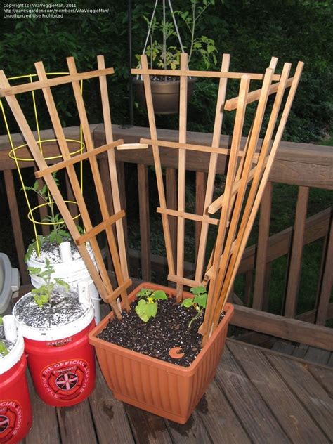 Sow 3 to 4 rattlesnake bean seeds at a depth of 1 inch and about 4 inches apart. Vegetable Gardening: Pole Bean and Cucumber Support Ideas ...