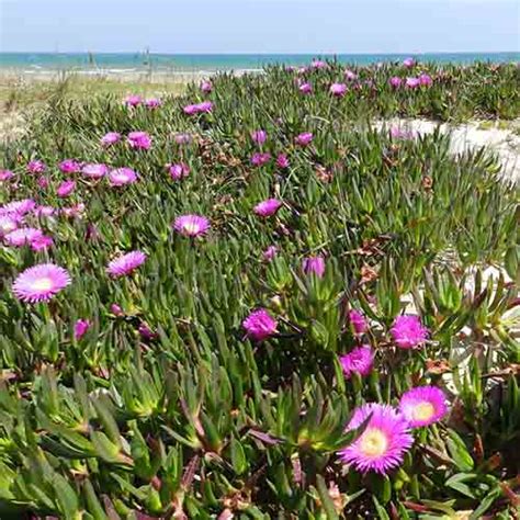 Plantas Cobertoras O Tapizantes Una Alternativa Al Césped Casa Web