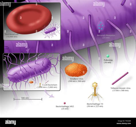 Illustration Showing The Relative Sizes Of An E Coli Bacterium Top