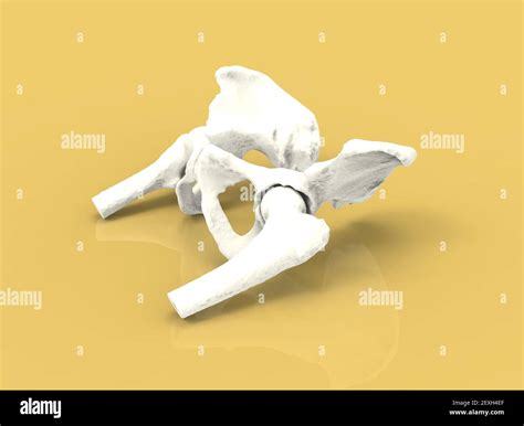 Model Of Human Bone Hip Anatomy 3d Render Stock Photo Alamy