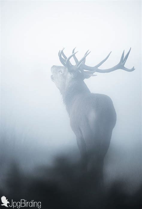 Mist The Red Deer Under A Heavy Mist Mists Animals Wild