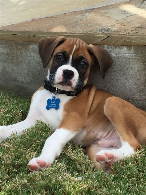 Just relaxing #boxerdog | Boxer dog puppy, Boxer dogs, Boxer puppies