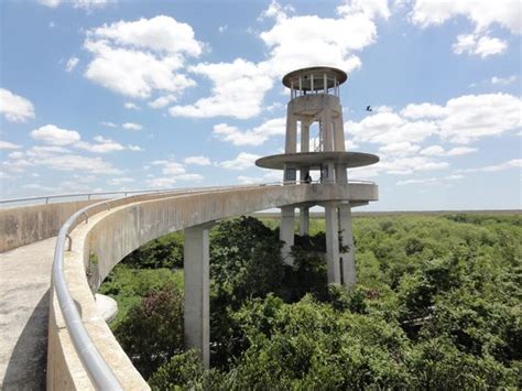 The Observation Tower Picture Of Shark Valley Everglades National