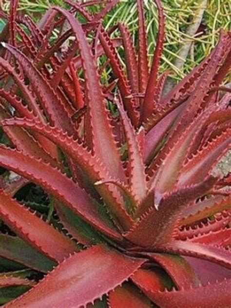 Egrow 10 Pcspack Red Aloe Seeds Succulent Bonsai Flower Plants For