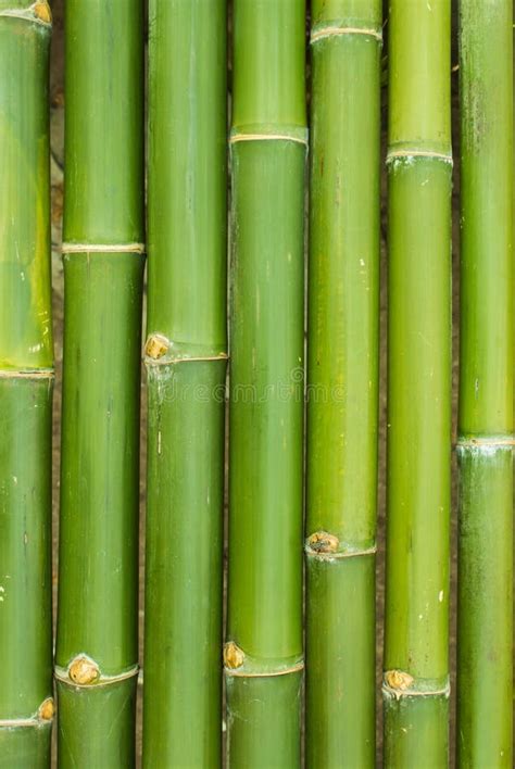 Fresh Bamboo Leaves Stock Photo Image Of Branch Forest 29597594