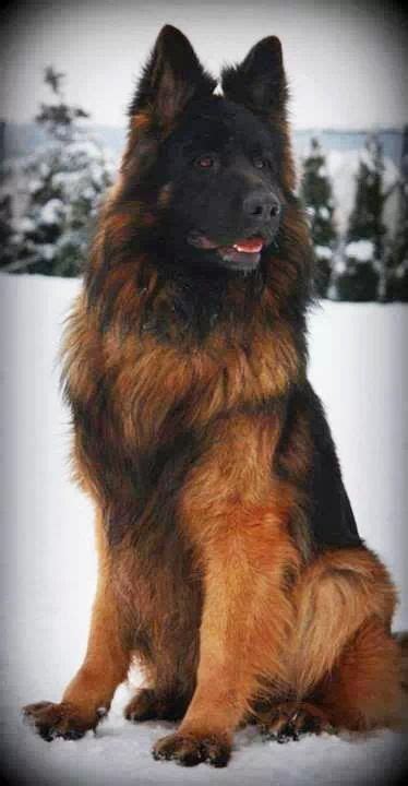 Long coat haired red and black german shepherd dog. Pin on German Shepherds